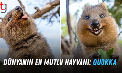 Dünyanın En Mutlu Hayvanı: Quokka Gülümsetmeye Devam Ediyor