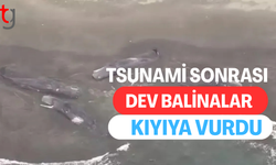 Deprem sonrası balinalar Japonya kıyılarına vurdu