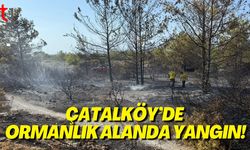 Çatalköy’de Ormanlık Alanda Yangın!