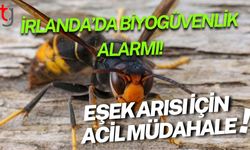 İrlanda’da Biyogüvenlİk Alarmı! Eşek Arısı İçin Acil Müdahale