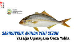 Mineri/Sarıkuyruk Avcılığına Yasal Uyarı: Boy ve Adet Sınırlarına Dikkat!