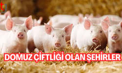 Şehirlerde 100 domuz çiftliği var! Liste güncellendi