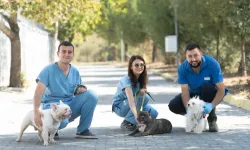 İzmir’de el konulan 20 cins köpek sahiplendirilecek