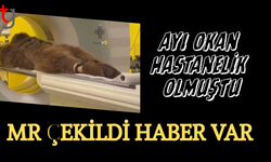 İstanbul'da MR'ı çekilen ayı Okan'ın sonuçları temiz çıktı