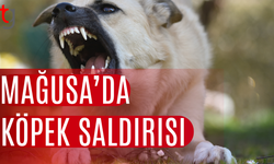 Gazimağusa’da Başıboş Köpek Saldırısı