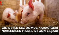 Çin’de İlk Kez Domuz Karaciğeri Nakledilen Hasta 171 Gün Yaşadı