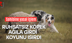 Dipkarpaz’da Köpek Saldırısı Olayı