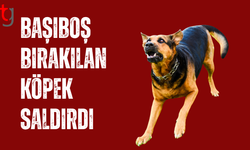 Vadili’de Başıboş Köpek Saldırdı