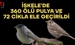 İskele’de koruma altındaki 432 kuşla yakalandı