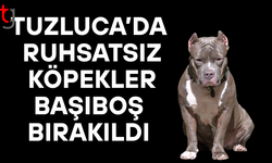 Başıboş ve Ruhsatsız Köpek Bulundurma