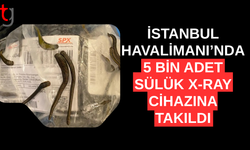 İstanbul Havalimanı'nda yurda sokulmaya çalışılan 5 bin adet sülük x-ray cihazına takıldı