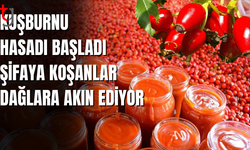 Kuşburnu Şifa Deposu: Doğal Vitamin Kaynağına İlgi Artıyor