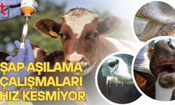 Tarım ve Doğal Kaynaklar Bakanlığı şap aşılamaları ülke genelinde sürüyor