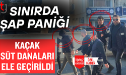 Sınırda şap alarmı: Kaçak süt danaları ele geçirildi