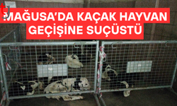 G.Mağusa’da kaçak hayvan geçişi engellendi: 9 erkek süt danası ele geçirildi