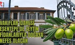 Vakıflar İdaresi yarın Esentepe’de zeytin fidanı dikecek