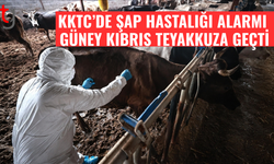 Şap hastalığı nedeniyle güney kıbrıs alarma geçti