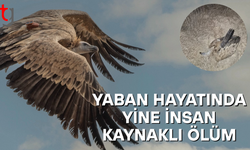 Doğaya salınan kızıl akbaba 24 saat yaşayabildi