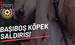 Köpekler başıboş bırakıldı başka köpek yaralandı