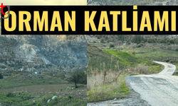 Ormanlar taş ocaklarına kurban ediliyor