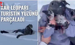 Çin'de kar leoparı turiste saldırdı