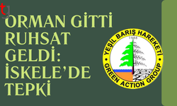 İskele’de denize sıfır 21 dönüm orman kiraya verildi, ağaçlar söküldü