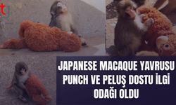 Punch ve peluş oyuncağının duygulandıran hikâyesi