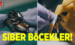 Nato'nun yeni casusları sahaya indi: Siber hamamböcekleri