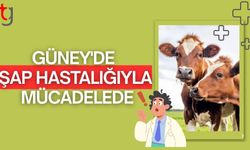 Güney'de şap hastalığıyla mücadelede karantina alanı genişliyor