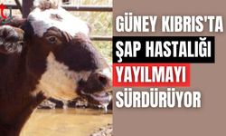 Güney Kıbrıs'ta şap hastalığı yayılmayı sürdürüyor