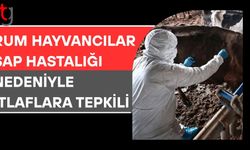 Rum hayvancılar şap hastalığı nedeniyle itlaflara tepkili: Tarım Bakanı'nın istifası istendi