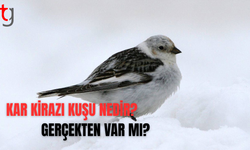Kar kirazı kuşu hakkında merak edilenler