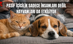Araştırma ortaya koydu: Evde içilen sigara evcil hayvanları da zehirliyor
