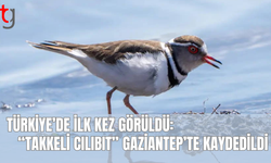 Kuş gözlemcilerini heyecanlandıran keşif: Türkiye’nin 504. kuş türü