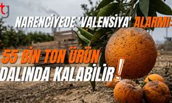 Narenciyede 'Valensiya' Alarmı: 55 Bin Ton Ürün Dalında Kalabilir!