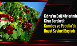 Kıbrıs’ın Dağ Köylerinde Kiraz Bereketi: Kambos ve Pedulla’da Hasat Sevinci Başladı