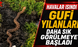 Havalar Isındı, Gufi Yılanları Daha Sık Görülmeye Başladı