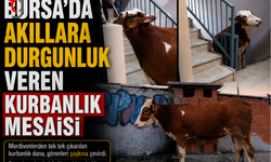 BURSA’DA AKILLARA DURGUNLUK VEREN KURBANLIK MESAİSİ