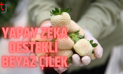 Mersin’de yapay zeka destekli beyaz çilek üretildi