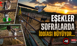 KARPAZ’IN SEMBOLÜ EŞEKLER NEREDE?