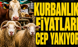 Kurbanlık fiyatları cep yakıyor