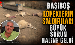Başıboş Köpek Saldırıları Üreticiyi Zorluyor