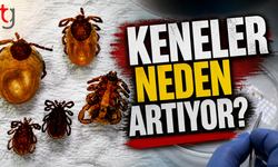İklim değişti, tehlike büyüdü: Keneler neden artıyor?