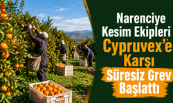Narenciye Kesim Ekipleri  Grev Başlattı