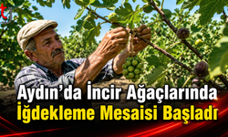 Aydın’da İncir Ağaçlarında İğdekleme Mesaisi Başladı