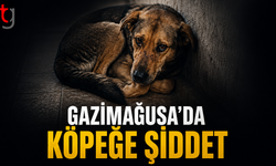 Gazimağusa’da Köpeğe Şiddet İddiası: T.F.O. Tutuklandı