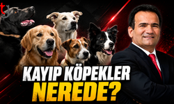 Yeni Boğaziçi’nde Kayıp Köpekler Nerede?