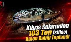 Kıbrıs Sularından 103 Ton İstilacı Balon Balığı Toplandı