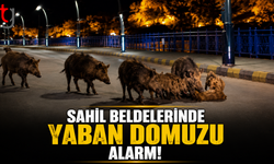 Sahil Beldelerinde Yaban Domuzu Alarmı