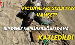 Vicdanları Sızlatan V**şet: Bir Deniz Kaplumbağası Daha Katledildi